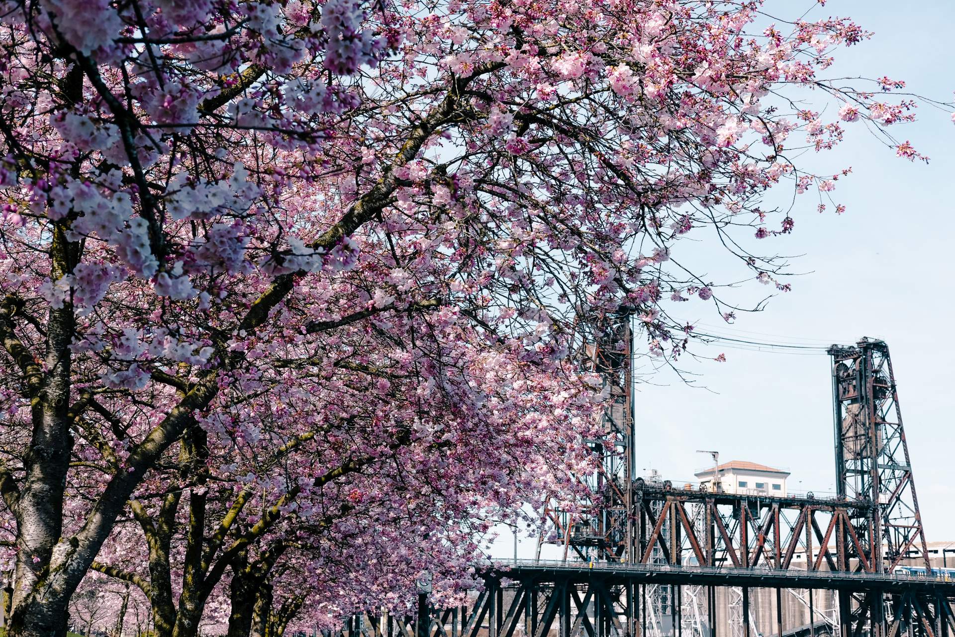 Where to Find Portland Cherry Blossoms