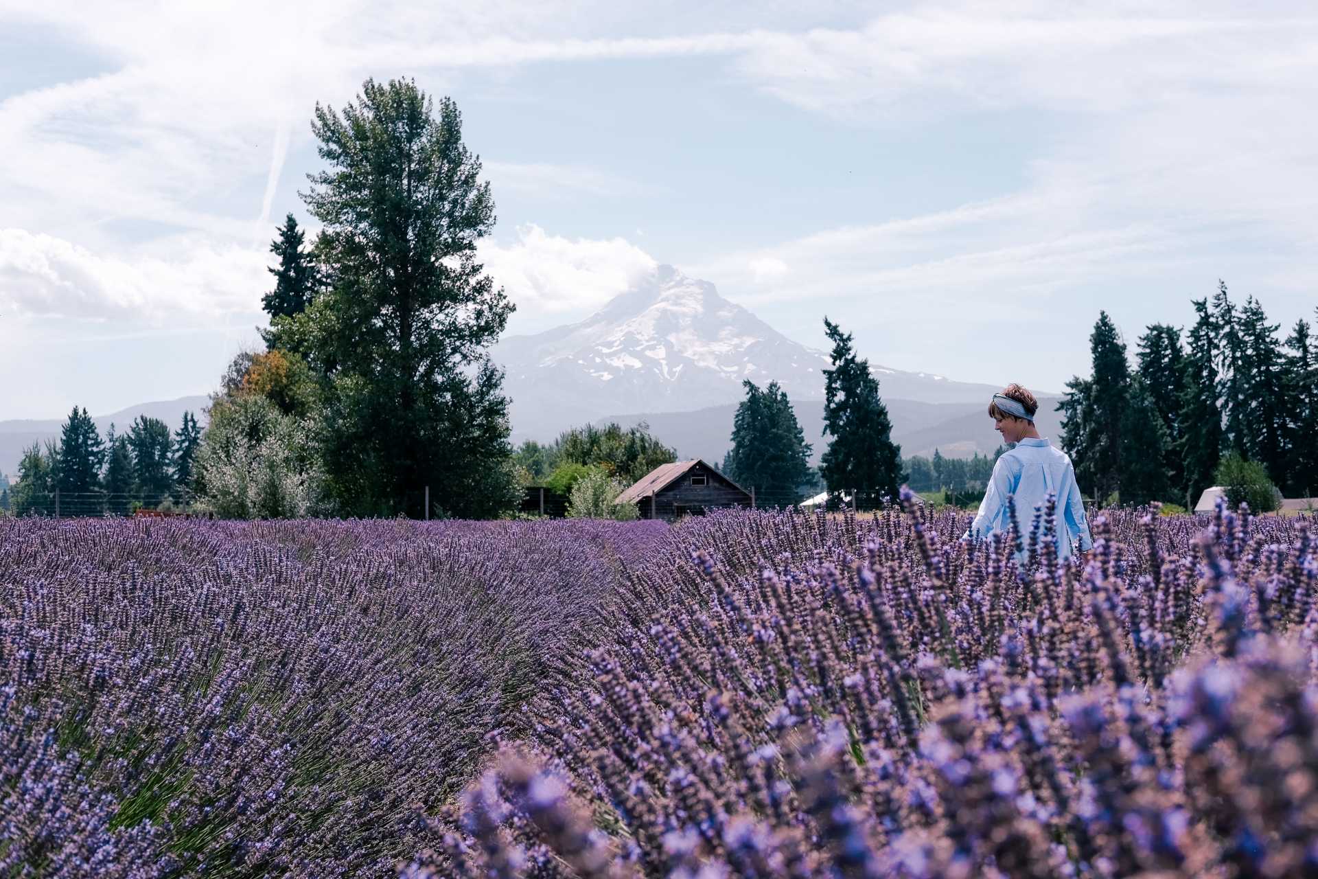 Local's guide to the best lavender fields in Oregon