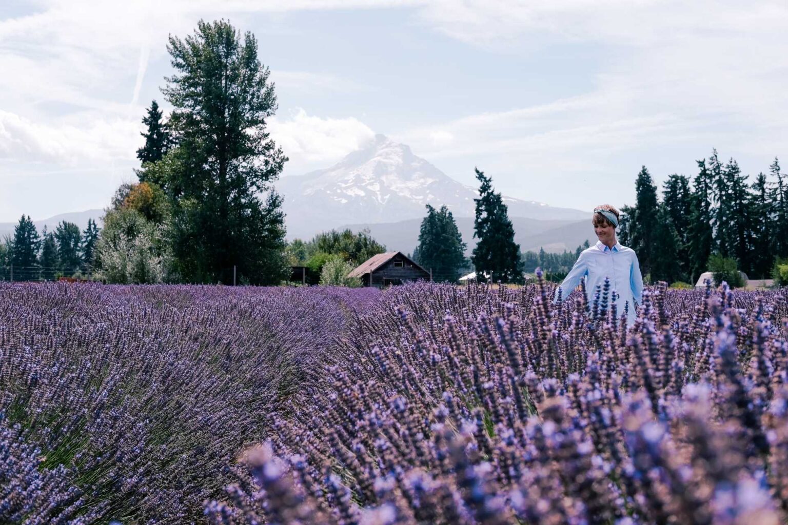 Lavender fields in Oregon with beautiful Mt. Hood views