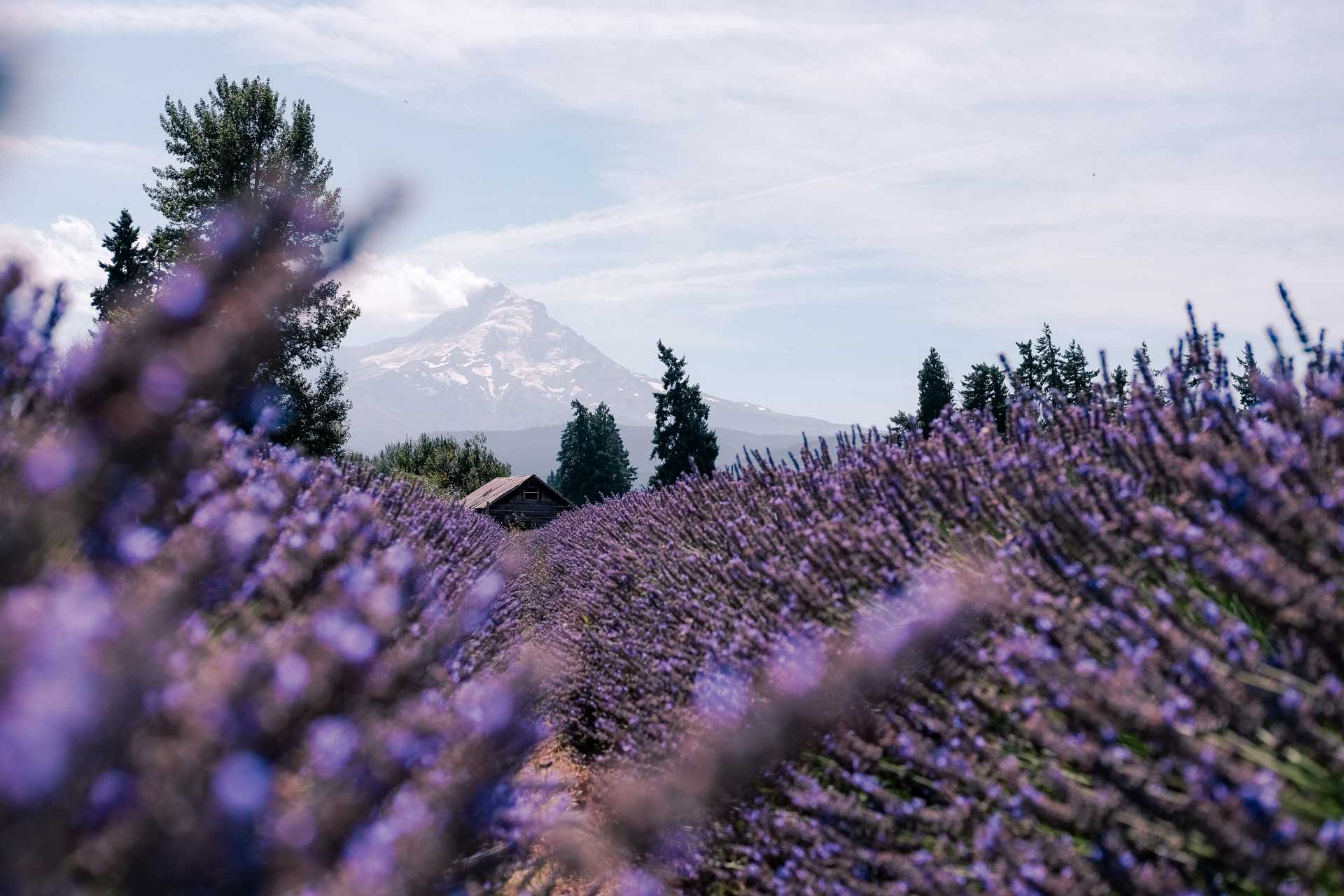 Local's guide to the 20 best lavender fields in Oregon 2022