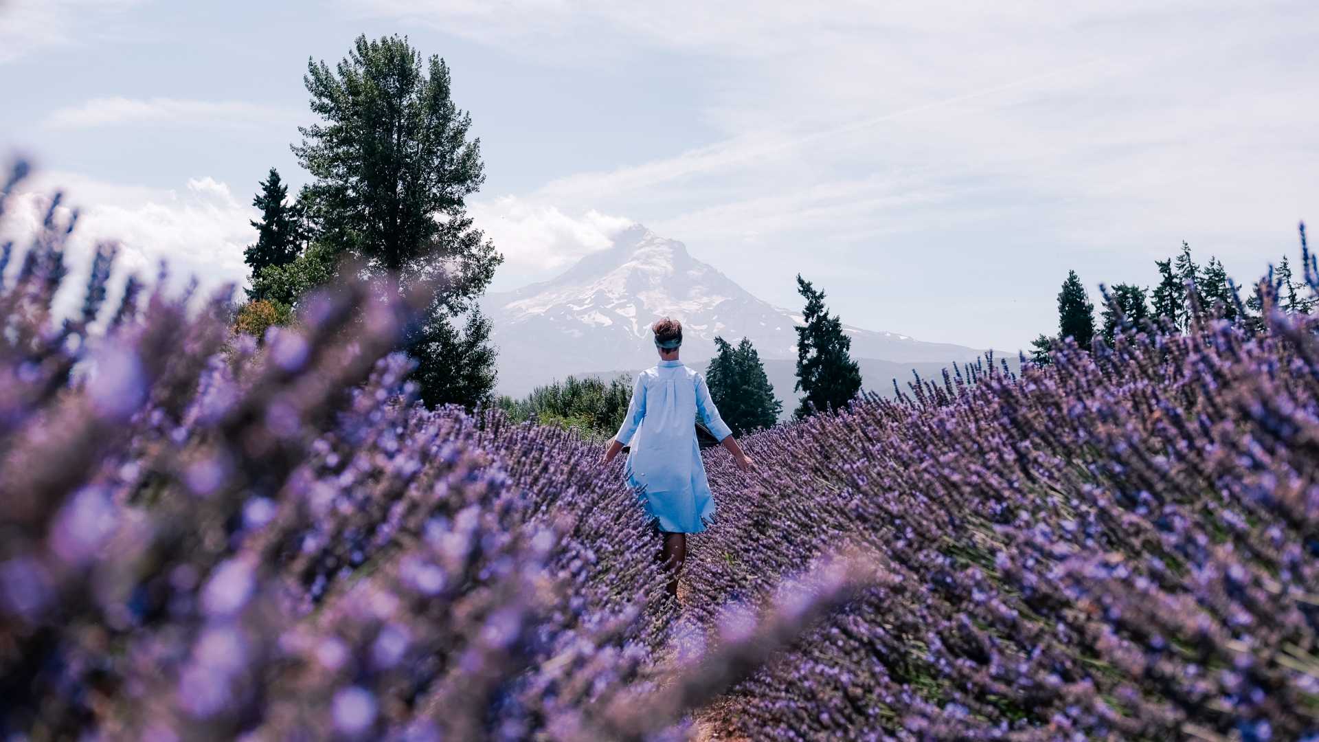 Local's guide to the 20 best lavender fields in Oregon 2022