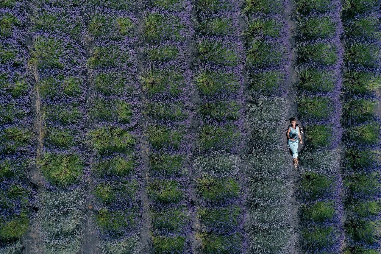 Local's guide to the 20 best lavender fields in Oregon 2022