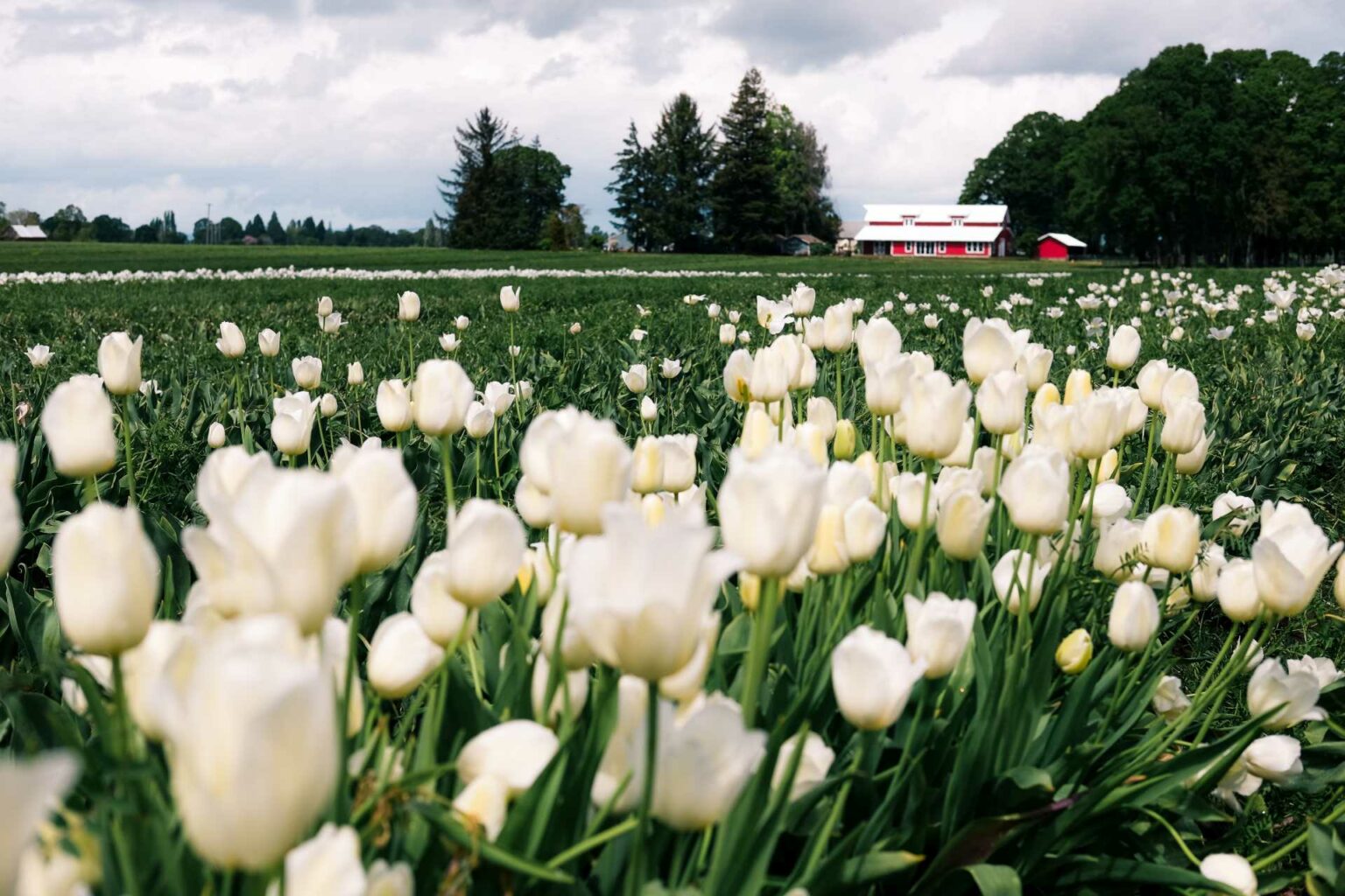 A local's guide to flower fields & festivals in Oregon