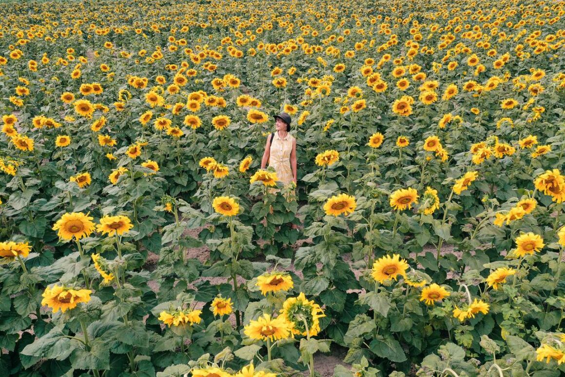 Sonnenblumenfeld Oregon