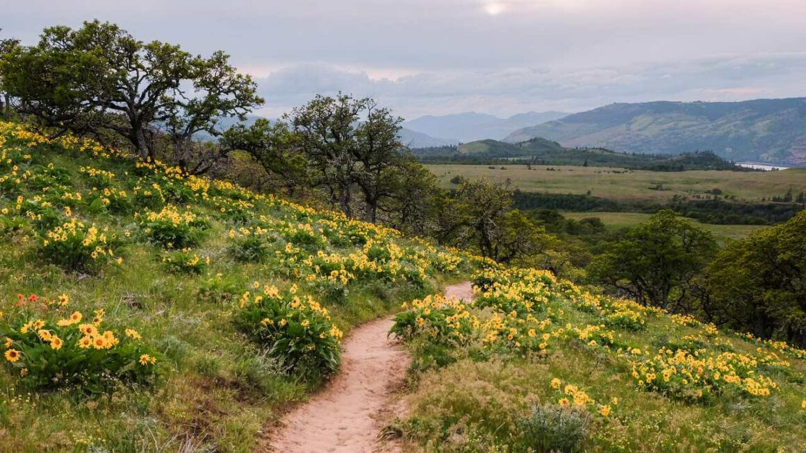 20 epic wildflower hikes in Oregon + Washington
