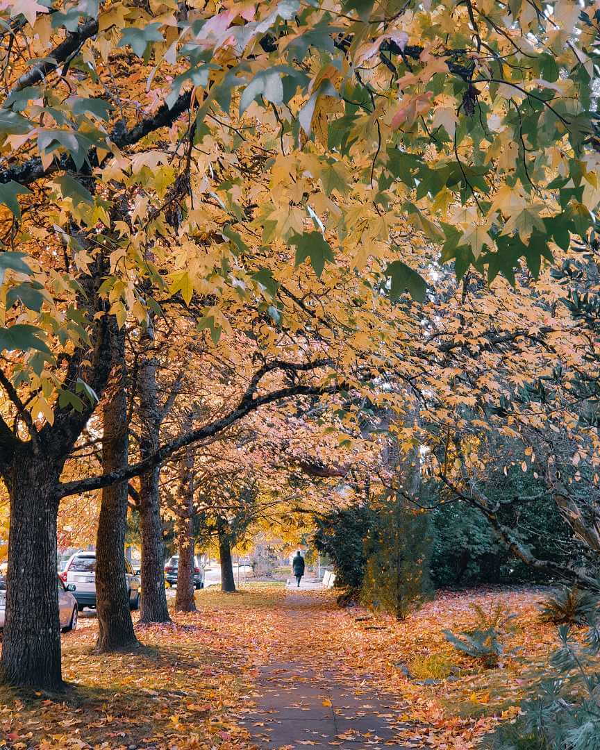 Herbstfarben in Portland, Oregon