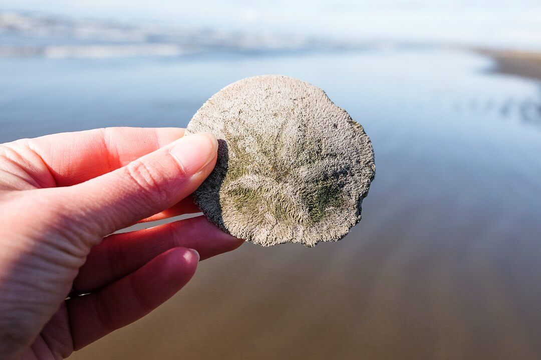 Sand dollar at the beach of Seaside, Oregon 