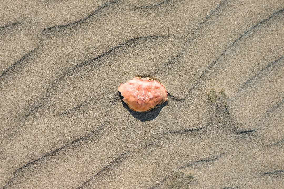 Crab at the beach of Seaside, Oregon 