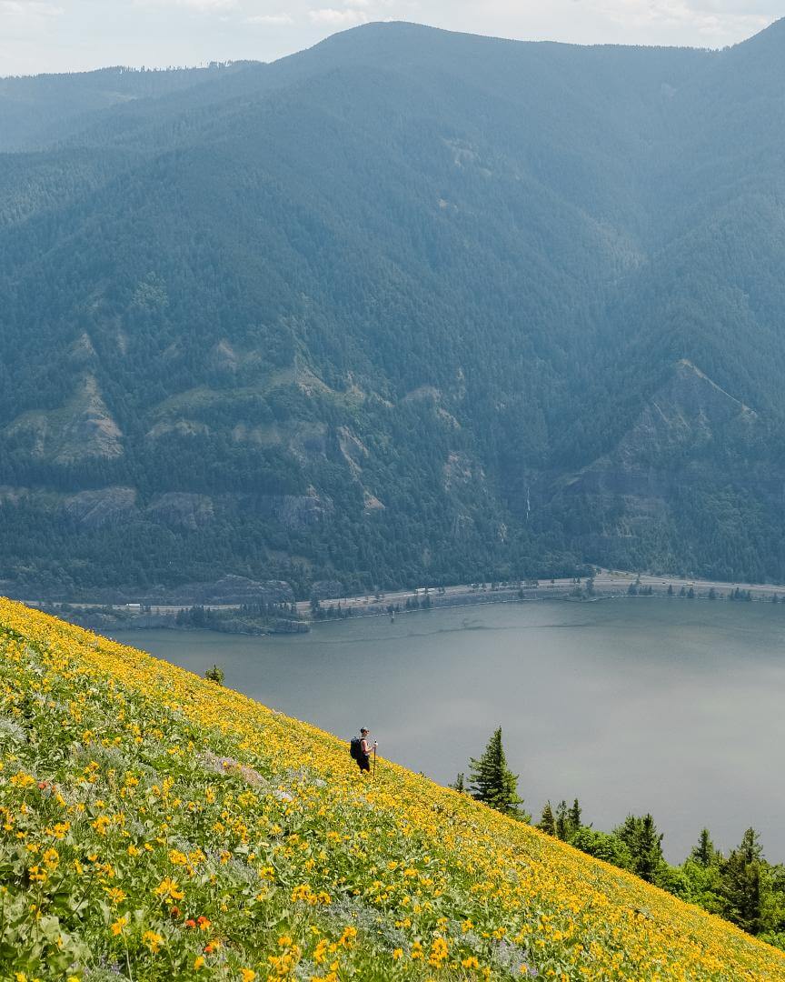 Blumenwiesen am Dog Mountain